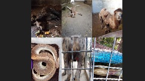 Sunovrat Palićkog zoo vrta